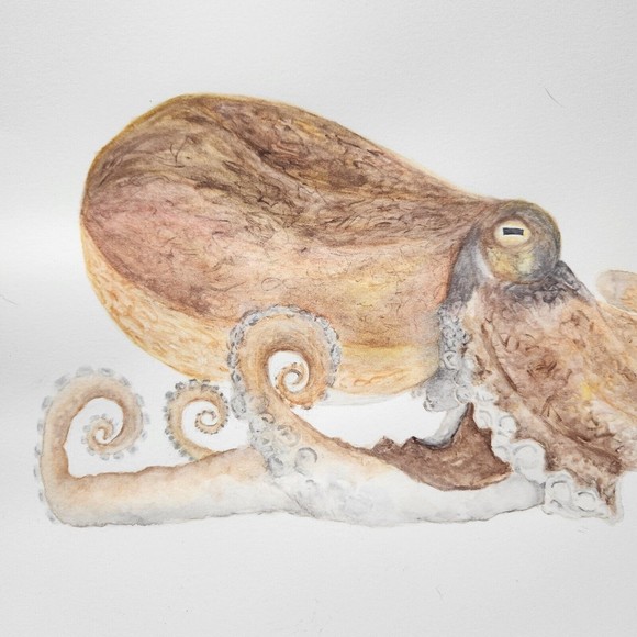 Octopus Watercolor Painting Original 9x12 Handmade Watercolor Paper - Picture 3 of 5